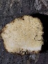  (Russula sp. Woo6T - HAY-F-007094)  @11 [ ] by-nc (2023) Dean Lyons Fungal Diversity Survey