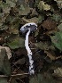  ( - HAY-F-007096)  @11 [ ] by-nc (2023) Dean Lyons Fungal Diversity Survey