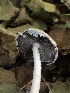  ( - HAY-F-007096)  @11 [ ] by-nc (2023) Dean Lyons Fungal Diversity Survey