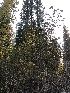  ( - HAY-F-007096)  @11 [ ] by-nc (2023) Dean Lyons Fungal Diversity Survey