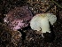  ( - HAY-F-007104)  @11 [ ] by-nc (2023) Dean Lyons Fungal Diversity Survey