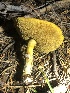  ( - HAY-F-007098)  @11 [ ] by-nc (2023) Dean Lyons Fungal Diversity Survey