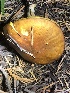  ( - HAY-F-007098)  @11 [ ] by-nc (2023) Dean Lyons Fungal Diversity Survey