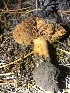  (Calonarius aglaeus - HAY-F-007101)  @11 [ ] by-nc (2023) Dean Lyons Fungal Diversity Survey