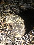  ( - HAY-F-007101)  @11 [ ] by-nc (2023) Dean Lyons Fungal Diversity Survey