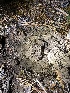 ( - HAY-F-007101)  @11 [ ] by-nc (2023) Dean Lyons Fungal Diversity Survey