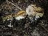  (Calonarius elotoides - HAY-F-007100)  @11 [ ] by-nc (2023) Dean Lyons Fungal Diversity Survey