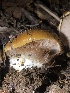  ( - HAY-F-007100)  @11 [ ] by-nc (2023) Dean Lyons Fungal Diversity Survey
