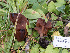  (Paragyromitra infula - HAY-F-005824)  @11 [ ] by-nc (2023) Stu Pickell Fungal Diversity Survey
