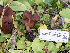  ( - HAY-F-005824)  @11 [ ] by-nc (2023) Stu Pickell Fungal Diversity Survey