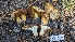  ( - HAY-F-001486)  @11 [ ] c (2023) Michelle C. Torres-Grant Fungal Diversity Survey