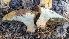  ( - HAY-F-001486)  @11 [ ] c (2023) Michelle C. Torres-Grant Fungal Diversity Survey