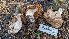  ( - HAY-F-001481)  @11 [ ] c (2023) Michelle C. Torres-Grant Fungal Diversity Survey