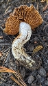  ( - HAY-F-001481)  @11 [ ] c (2023) Michelle C. Torres-Grant Fungal Diversity Survey