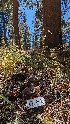  ( - HAY-F-001482)  @11 [ ] c (2023) Michelle C. Torres-Grant Fungal Diversity Survey
