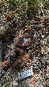 ( - HAY-F-001482)  @11 [ ] c (2023) Michelle C. Torres-Grant Fungal Diversity Survey