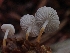  ( - HAY-F-006193)  @11 [ ] by (2023) Mandy Hackney Fungal Diversity Survey