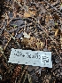 ( - HAY-F-006193)  @11 [ ] by (2023) Mandy Hackney Fungal Diversity Survey