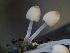  ( - HAY-F-005873)  @11 [ ] by-nc (2023) Stu Pickell Fungal Diversity Survey