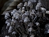  ( - HAY-F-005873)  @11 [ ] by-nc (2023) Stu Pickell Fungal Diversity Survey