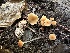  (Atheniella sp. CA01 - HAY-F-005700)  @11 [ ] c (2023) Rudy Diaz Fungal Diversity Survey