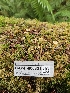  ( - HAY-F-006321)  @11 [ ] by (2023) Mandy Hackney Fungal Diversity Survey
