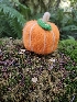  ( - HAY-F-006321)  @11 [ ] by (2023) Mandy Hackney Fungal Diversity Survey