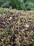  ( - HAY-F-006321)  @11 [ ] by (2023) Mandy Hackney Fungal Diversity Survey