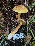  (Hypomyces sp. chrysospermus-PNW01 - HAY-F-006322)  @11 [ ] by (2023) Mandy Hackney Fungal Diversity Survey