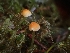  ( - HAY-F-006324)  @11 [ ] by (2023) Mandy Hackney Fungal Diversity Survey