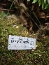  ( - HAY-F-006324)  @11 [ ] by (2023) Mandy Hackney Fungal Diversity Survey