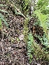  ( - HAY-F-006324)  @11 [ ] by (2023) Mandy Hackney Fungal Diversity Survey