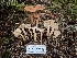  ( - HAY-F-006215)  @11 [ ] by (2023) Mandy Hackney Fungal Diversity Survey