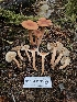  ( - HAY-F-006215)  @11 [ ] by (2023) Mandy Hackney Fungal Diversity Survey