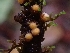  ( - HAY-F-006301)  @11 [ ] by (2023) Mandy Hackney Fungal Diversity Survey