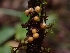  ( - HAY-F-006301)  @11 [ ] by (2023) Mandy Hackney Fungal Diversity Survey