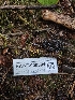  ( - HAY-F-006301)  @11 [ ] by (2023) Mandy Hackney Fungal Diversity Survey