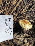  ( - HAY-F-005480)  @11 [ ] by-nc (2023) Aaron Tupac Fungal Diversity Survey