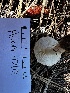  ( - HAY-F-005480)  @11 [ ] by-nc (2023) Aaron Tupac Fungal Diversity Survey