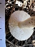  ( - HAY-F-005480)  @11 [ ] by-nc (2023) Aaron Tupac Fungal Diversity Survey