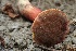  ( - HAY-F-007277)  @11 [ ] by-nc (2023) Taye Bright Fungal Diversity Survey