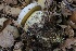  ( - HAY-F-007276)  @11 [ ] by-nc (2023) Taye Bright Fungal Diversity Survey