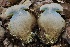  ( - HAY-F-007276)  @11 [ ] by-nc (2023) Taye Bright Fungal Diversity Survey