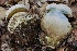  (Caloboletus marshii - HAY-F-007276)  @11 [ ] by-nc (2023) Taye Bright Fungal Diversity Survey
