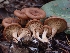  (Atractosporocybe sp. CA01 - HAY-F-003412)  @11 [ ] by-nc (2023) Sadie Hickey Fungal Diversity Survey