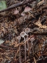  ( - HAY-F-003413)  @11 [ ] by-nc (2023) Sadie Hickey Fungal Diversity Survey
