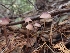  ( - HAY-F-003413)  @11 [ ] by-nc (2023) Sadie Hickey Fungal Diversity Survey