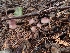  ( - HAY-F-003413)  @11 [ ] by-nc (2023) Sadie Hickey Fungal Diversity Survey