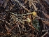  ( - HAY-F-003417)  @11 [ ] by-nc (2023) Sadie Hickey Fungal Diversity Survey