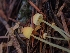  ( - HAY-F-003417)  @11 [ ] by-nc (2023) Sadie Hickey Fungal Diversity Survey